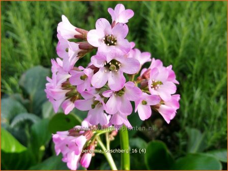 Bergenia &#039;Oeschberg&#039; | Schoenlappersplant, Olifantsoor | Bergenie | Elephant&#039;s Ears
