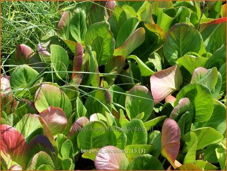 Bergenia &#039;Oeschberg&#039; | Schoenlappersplant, Olifantsoor | Bergenie | Elephant&#039;s Ears