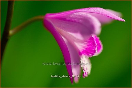Bletilla striata | Aardorchidee, Japanse orchidee, Orchidee | Japanorchidee