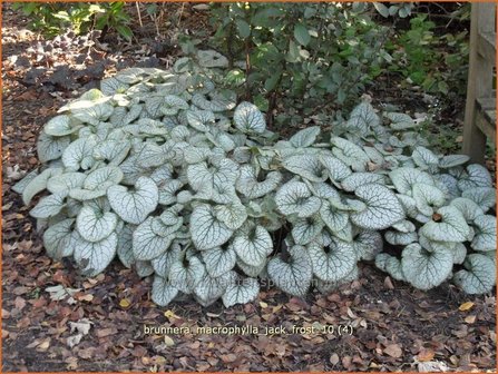 Brunnera macrophylla 'Jack Frost' | Kaukasische vergeet-mij-nietje, Vast vergeet-mij-nietje | Kaukasusvergissmeinnich
