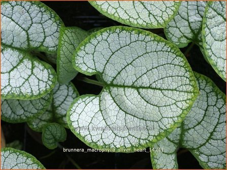 Brunnera macrophylla 'Silver Heart' | Kaukasische vergeet-mij-nietje, Vast vergeet-mij-nietje | Kaukasusvergissmeinni