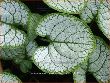 Brunnera macrophylla &#039;Silver Heart&#039; | Kaukasische vergeet-mij-nietje, Vast vergeet-mij-nietje | Kaukasusvergissmeinni