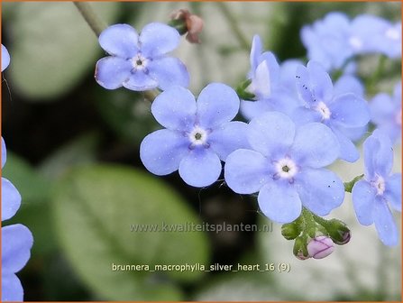 Brunnera macrophylla &#039;Silver Heart&#039; | Kaukasische vergeet-mij-nietje, Vast vergeet-mij-nietje | Kaukasusvergissmeinni