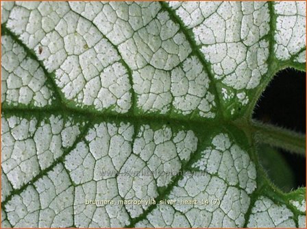 Brunnera macrophylla &#039;Silver Heart&#039; | Kaukasische vergeet-mij-nietje, Vast vergeet-mij-nietje | Kaukasusvergissmeinni