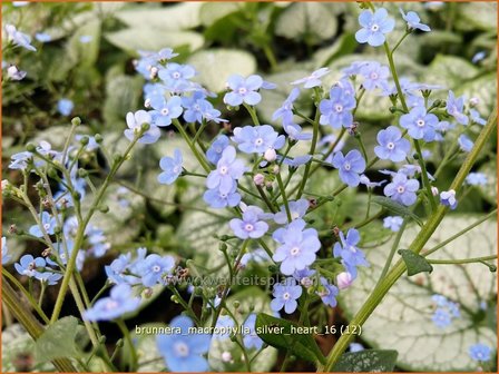 Brunnera macrophylla &#039;Silver Heart&#039; | Kaukasische vergeet-mij-nietje, Vast vergeet-mij-nietje | Kaukasusvergissmeinni