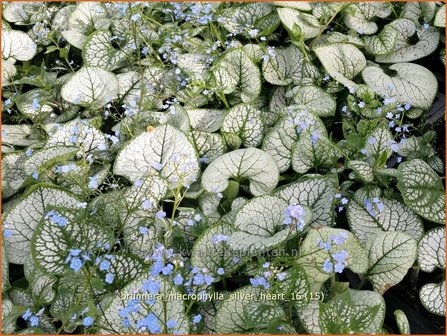 Brunnera macrophylla &#039;Silver Heart&#039; | Kaukasische vergeet-mij-nietje, Vast vergeet-mij-nietje | Kaukasusvergissmeinni