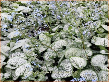 Brunnera macrophylla &#039;Silver Heart&#039; | Kaukasische vergeet-mij-nietje, Vast vergeet-mij-nietje | Kaukasusvergissmeinni