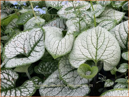 Brunnera macrophylla &#039;Silver Heart&#039; | Kaukasische vergeet-mij-nietje, Vast vergeet-mij-nietje | Kaukasusvergissmeinni