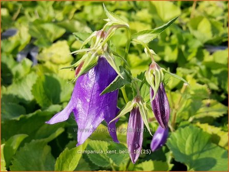 Campanula &#039;Kent Belle&#039; | Klokjesbloem | Glockenblume