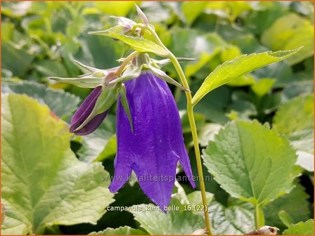 Campanula &#039;Kent Belle&#039; | Klokjesbloem | Glockenblume