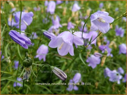 Campanula rotundifolia 'Olympica' | Grasklokje, Klokjesbloem | Rundblättrige Glockenblume
