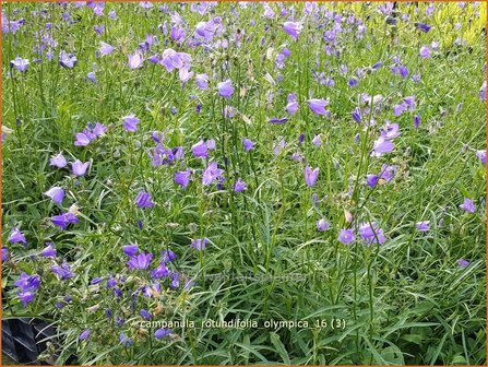 Campanula rotundifolia 'Olympica' | Grasklokje, Klokjesbloem | Rundblättrige Glockenblume
