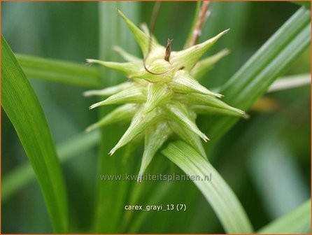 Carex grayi | Morgensterzegge, Zegge | Morgenstern-Segge