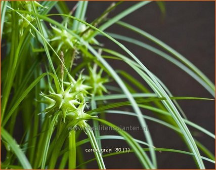 Carex grayi | Morgensterzegge, Zegge | Morgenstern-Segge