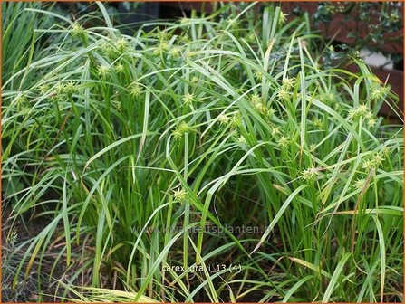 Carex grayi | Morgensterzegge, Zegge | Morgenstern-Segge