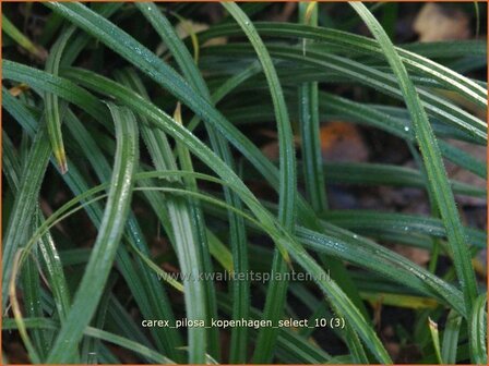 Carex pilosa &#039;Kopenhagen Select&#039; | Zegge | Wimper-Segge