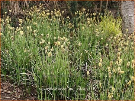 Carex pilosa &#039;Kopenhagen Select&#039; | Zegge | Wimper-Segge