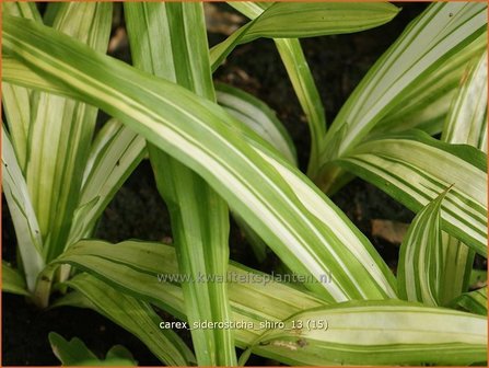 Carex siderosticha &#039;Shiro&#039; | Breedbladzegge, Zegge