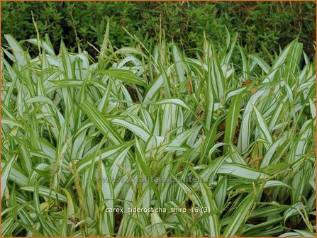 Carex siderosticha 'Shiro' | Breedbladzegge, Zegge
