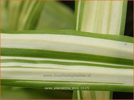 Carex siderosticha &#039;Shiro&#039; | Breedbladzegge, Zegge