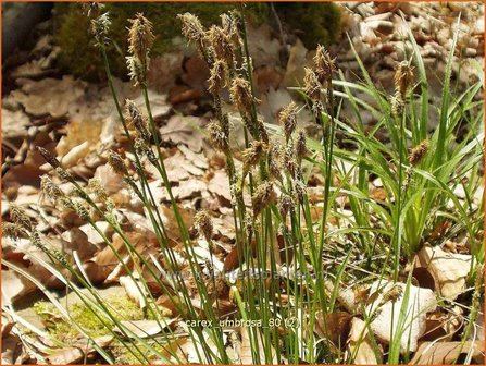 Carex umbrosa | Schaduwzegge, Zegge | Schatten-Segge
