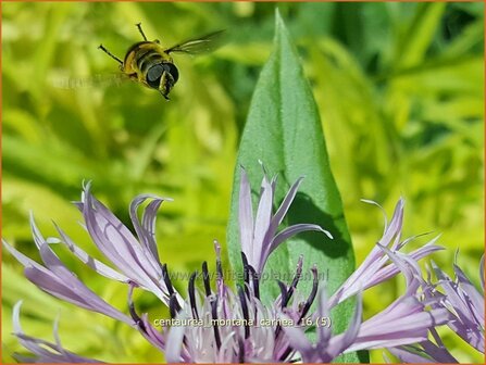 Centaurea montana &#039;Carnea&#039; | Bergkorenbloem, Bergcentaurie, Korenbloem, Centaurie | Berg-Flockenblume