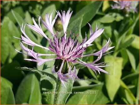 Centaurea montana &#039;Carnea&#039; | Bergkorenbloem, Bergcentaurie, Korenbloem, Centaurie | Berg-Flockenblume