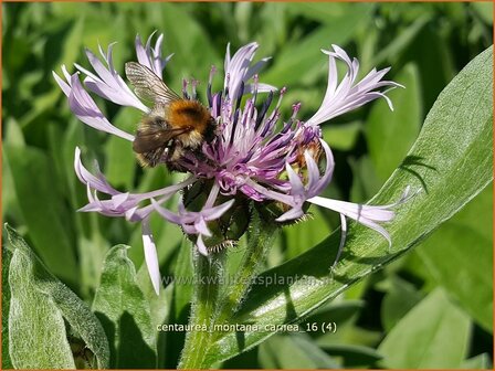 Centaurea montana &#039;Carnea&#039; | Bergkorenbloem, Bergcentaurie, Korenbloem, Centaurie | Berg-Flockenblume