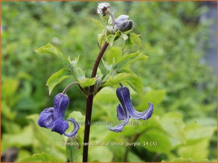 Clematis heracleifolia &#039;China Purple&#039; | Bosrank, Clematis | Breitbl&auml;ttrige Waldrebe