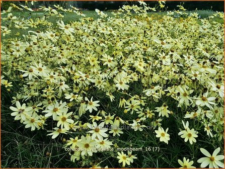 Coreopsis verticillata &#039;Moonbeam&#039; | Meisjesogen | Quirlbl&auml;ttriges M&auml;dchenauge