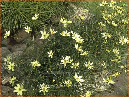 Coreopsis verticillata &#039;Moonbeam&#039; | Meisjesogen | Quirlbl&auml;ttriges M&auml;dchenauge