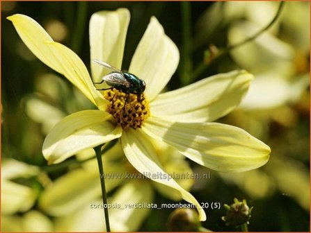 Coreopsis verticillata &#039;Moonbeam&#039; | Meisjesogen | Quirlbl&auml;ttriges M&auml;dchenauge