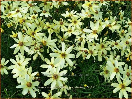 Coreopsis verticillata &#039;Moonbeam&#039; | Meisjesogen | Quirlbl&auml;ttriges M&auml;dchenauge