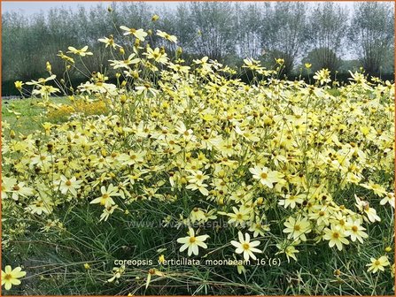 Coreopsis verticillata &#039;Moonbeam&#039; | Meisjesogen | Quirlbl&auml;ttriges M&auml;dchenauge