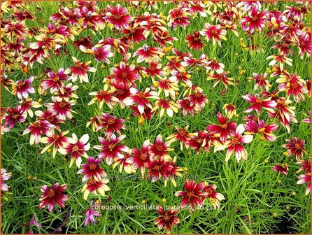 Coreopsis verticillata &#039;Route 66&#039; | Meisjesogen | Quirlbl&auml;ttriges M&auml;dchenauge