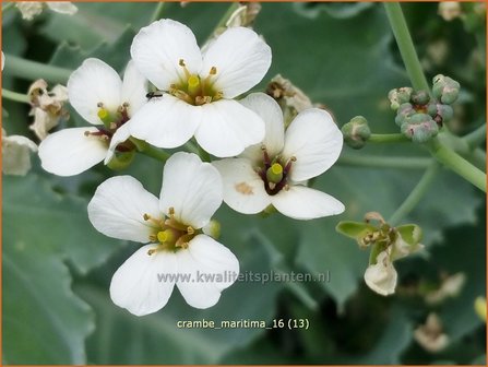 Crambe maritima | Zeekool | Weisser Meerkohl