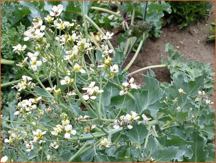 Crambe maritima | Zeekool | Weisser Meerkohl