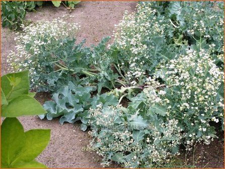 Crambe maritima | Zeekool | Weisser Meerkohl