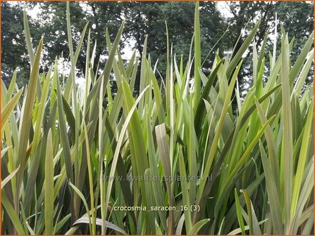 Crocosmia &#039;Saracen&#039; | Montbretia | Montbretie