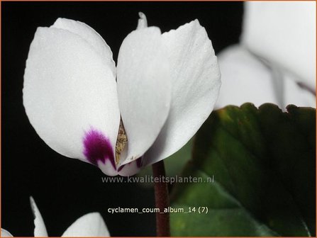 Cyclamen coum &#039;Album&#039; | Rondbladige cyclaam, Cyclaam, Alpenviooltje, Tuincyclaam | Fr&uuml;hlings-Alpenveilchen