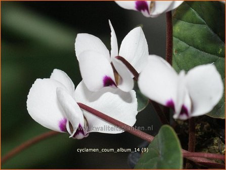 Cyclamen coum &#039;Album&#039; | Rondbladige cyclaam, Cyclaam, Alpenviooltje, Tuincyclaam | Fr&uuml;hlings-Alpenveilchen