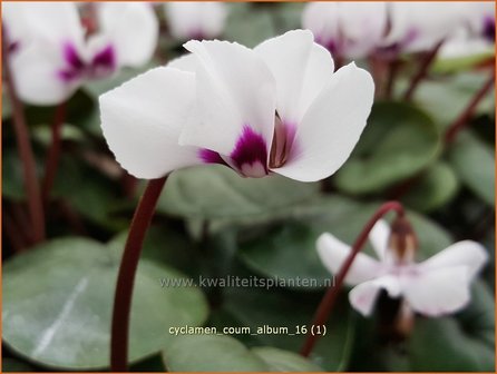 Cyclamen coum &#039;Album&#039; | Rondbladige cyclaam, Cyclaam, Alpenviooltje, Tuincyclaam | Fr&uuml;hlings-Alpenveilchen