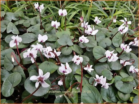 Cyclamen coum &#039;Album&#039; | Rondbladige cyclaam, Cyclaam, Alpenviooltje, Tuincyclaam | Fr&uuml;hlings-Alpenveilchen