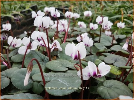 Cyclamen coum &#039;Album&#039; | Rondbladige cyclaam, Cyclaam, Alpenviooltje, Tuincyclaam | Fr&uuml;hlings-Alpenveilchen