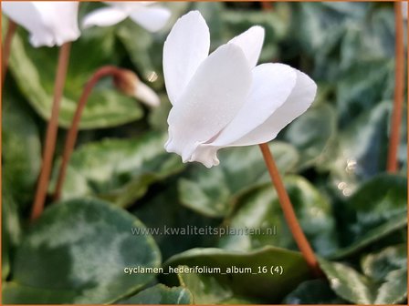 Cyclamen hederifolium &#039;Album&#039; | Napolitaanse cyclaam, Cyclaam, Alpenviooltje, Tuincyclaam | Herbst-Alpenveilchen