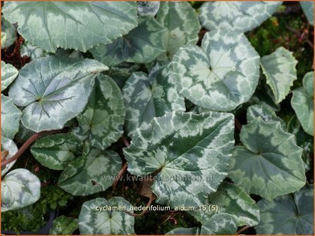 Cyclamen hederifolium 'Album' | Napolitaanse cyclaam, Cyclaam, Alpenviooltje, Tuincyclaam | Herbst-Alpenveilchen