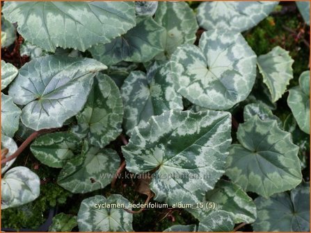 Cyclamen hederifolium &#039;Album&#039; | Napolitaanse cyclaam, Cyclaam, Alpenviooltje, Tuincyclaam | Herbst-Alpenveilchen