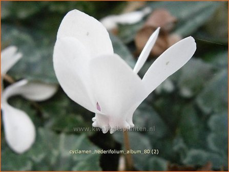 Cyclamen hederifolium &#039;Album&#039; | Napolitaanse cyclaam, Cyclaam, Alpenviooltje, Tuincyclaam | Herbst-Alpenveilchen