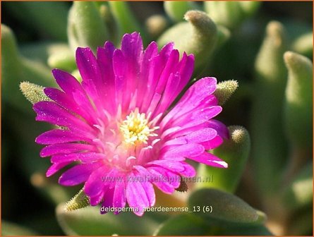 Delosperma aberdeenense | IJsbloempje, IJsplant | Zwergige Mittagsblume