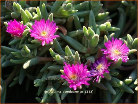 Delosperma aberdeenense | IJsbloempje, IJsplant | Zwergige Mittagsblume